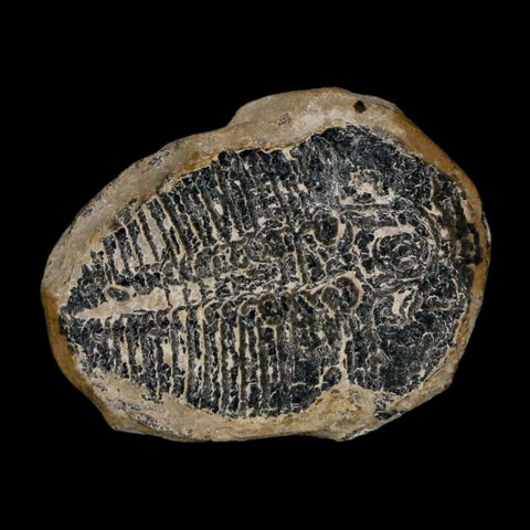 1" Elrathia Kingi Trilobite Fossil Utah Cambrian Age 521 Million Years Old COA
