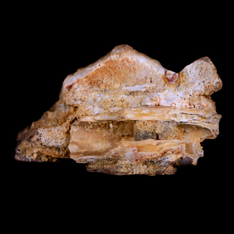 1.7" Crocodile Fossil Skull Bone Hell Creek FM Cretaceous Dinosaur Age Montana - Fossil Age Minerals