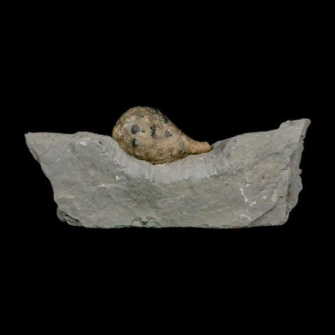 1.8" Holocystites Sp Crinoid In Matrix Fossil Silurian Age Osgood Shale Napoleon Indiana - Fossil Age Minerals
