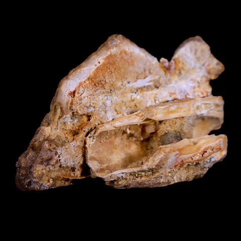 1.7" Crocodile Fossil Skull Bone Hell Creek FM Cretaceous Dinosaur Age Montana - Fossil Age Minerals