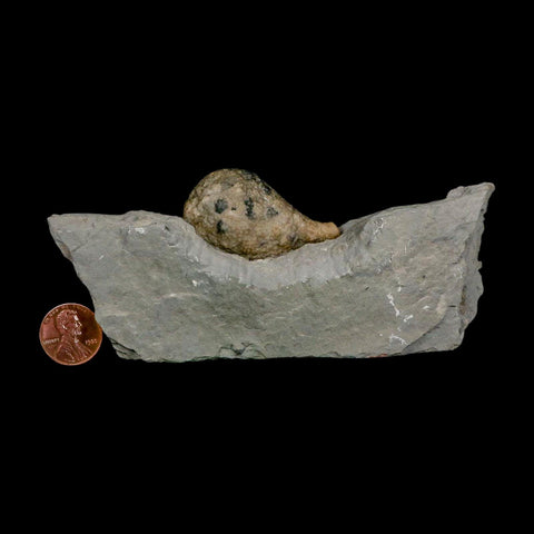 1.8" Holocystites Sp Crinoid In Matrix Fossil Silurian Age Osgood Shale Napoleon Indiana - Fossil Age Minerals