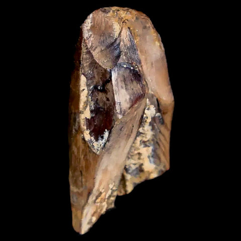 1.1" Tyrannosaurus Rex Fossil Tooth Section Lance Creek FM Cretaceous Dinosaur WY COA - Fossil Age Minerals