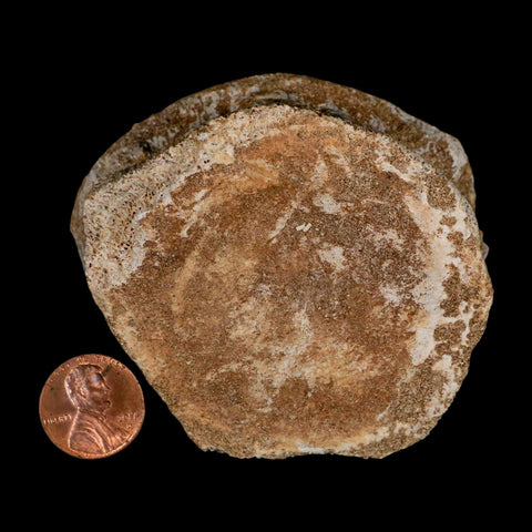 2.8" Plesiosaur Fossil Vertebrae Cretaceous Dinosaur Era Morocco Zarafasaura COA - Fossil Age Minerals