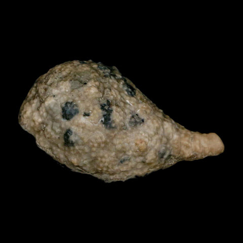 1.8" Holocystites Sp Crinoid In Matrix Fossil Silurian Age Osgood Shale Napoleon Indiana - Fossil Age Minerals