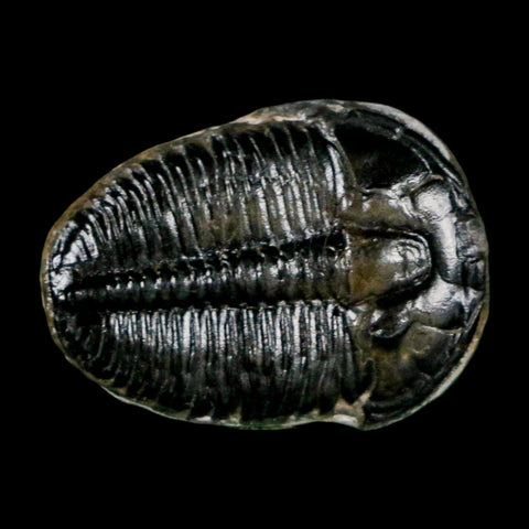 0.9" Elrathia Kingi Trilobite Fossil Utah Cambrian Age 521 Million Years Old COA