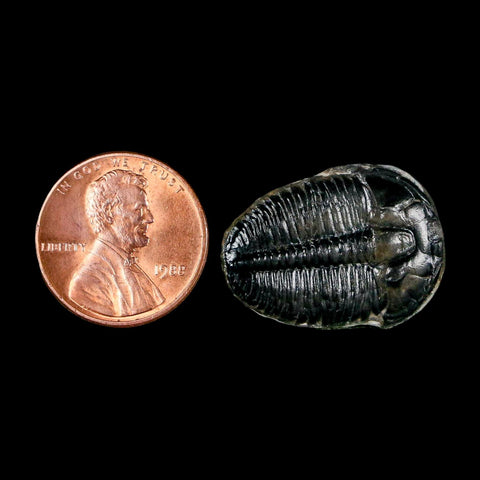 0.9" Elrathia Kingi Trilobite Fossil Utah Cambrian Age 521 Million Years Old COA