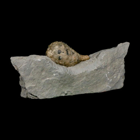 1.8" Holocystites Sp Crinoid In Matrix Fossil Silurian Age Osgood Shale Napoleon Indiana - Fossil Age Minerals