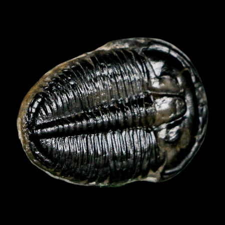 0.9" Elrathia Kingi Trilobite Fossil Utah Cambrian Age 521 Million Years Old COA