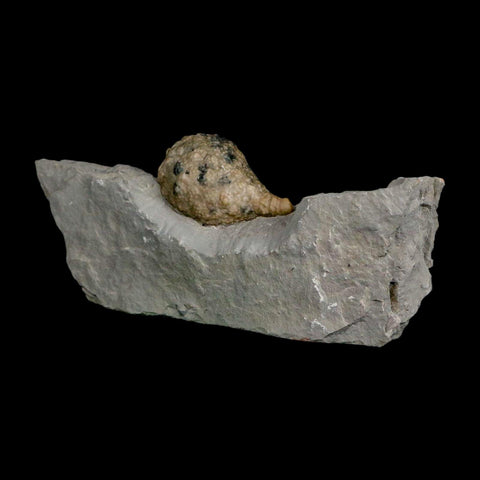1.8" Holocystites Sp Crinoid In Matrix Fossil Silurian Age Osgood Shale Napoleon Indiana - Fossil Age Minerals