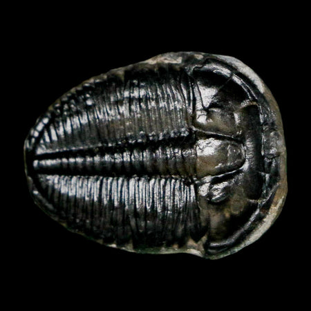 0.9" Elrathia Kingi Trilobite Fossil Utah Cambrian Age 521 Million Years Old COA