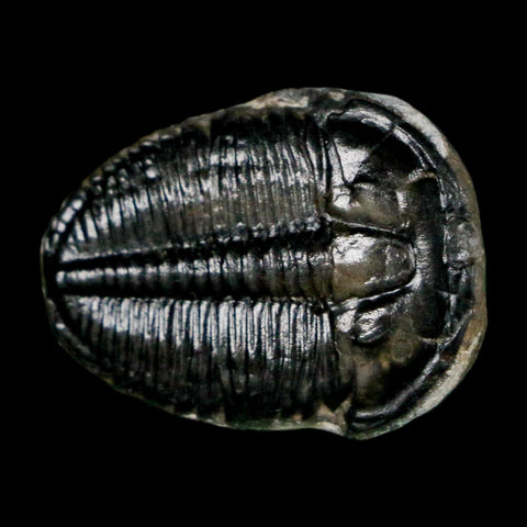 0.9" Elrathia Kingi Trilobite Fossil Utah Cambrian Age 521 Million Years Old COA