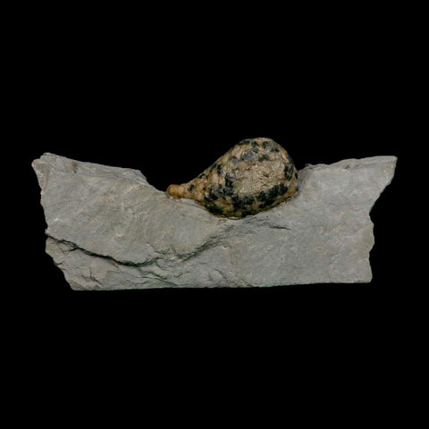1.8" Holocystites Sp Crinoid In Matrix Fossil Silurian Age Osgood Shale Napoleon Indiana - Fossil Age Minerals