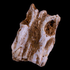 Champsosaurus Gigas Collection