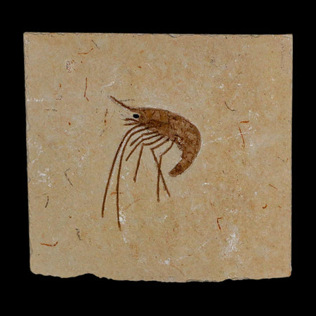 1.4" Fossil Shrimp Carpopenaeus Cretaceous Age 100 Mil Yrs Old Lebanon COA