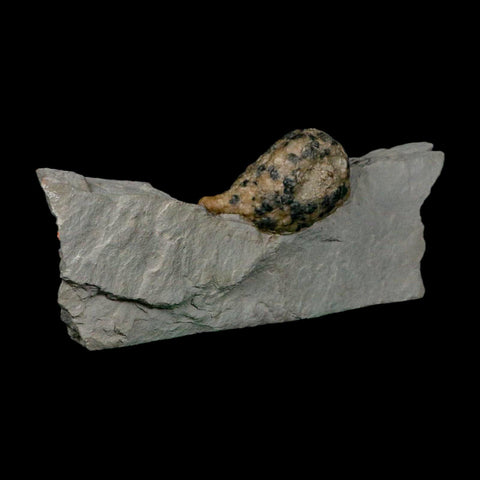 1.8" Holocystites Sp Crinoid In Matrix Fossil Silurian Age Osgood Shale Napoleon Indiana - Fossil Age Minerals