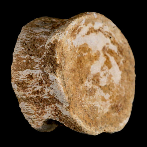 2.8" Plesiosaur Fossil Vertebrae Cretaceous Dinosaur Era Morocco Zarafasaura COA - Fossil Age Minerals