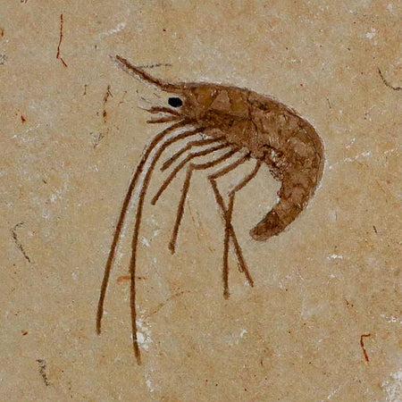 1.4" Fossil Shrimp Carpopenaeus Cretaceous Age 100 Mil Yrs Old Lebanon COA