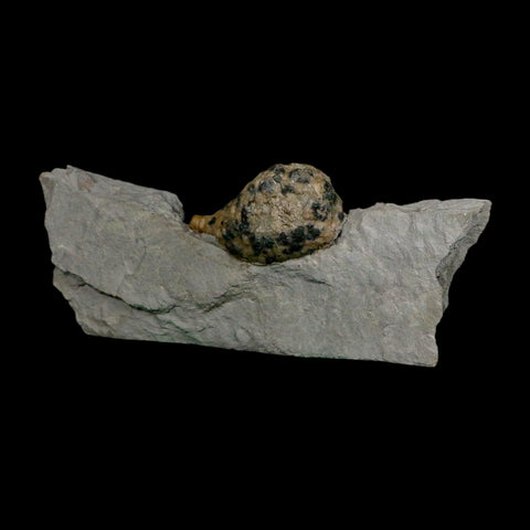 1.8" Holocystites Sp Crinoid In Matrix Fossil Silurian Age Osgood Shale Napoleon Indiana - Fossil Age Minerals