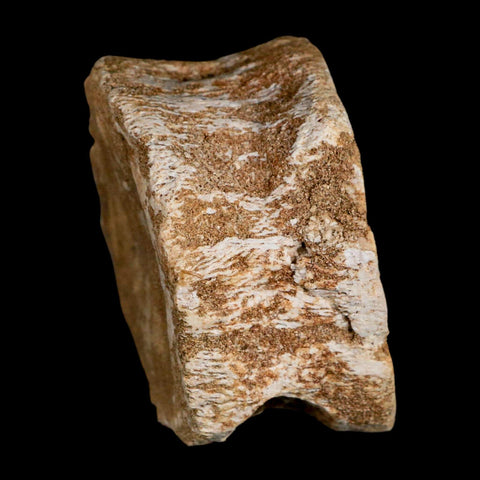 2.8" Plesiosaur Fossil Vertebrae Cretaceous Dinosaur Era Morocco Zarafasaura COA - Fossil Age Minerals