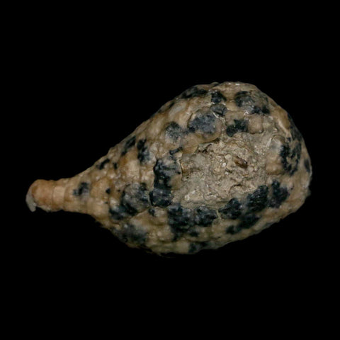 1.8" Holocystites Sp Crinoid In Matrix Fossil Silurian Age Osgood Shale Napoleon Indiana - Fossil Age Minerals