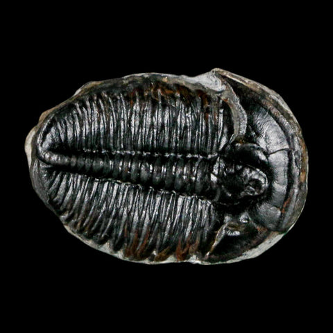 1" Elrathia Kingi Trilobite Fossil Utah Cambrian Age 521 Million Years Old COA