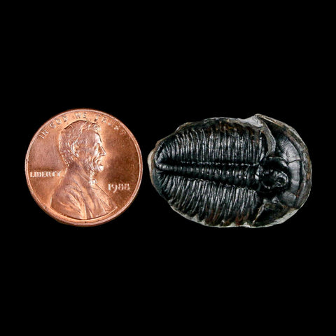 1" Elrathia Kingi Trilobite Fossil Utah Cambrian Age 521 Million Years Old COA