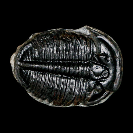 1" Elrathia Kingi Trilobite Fossil Utah Cambrian Age 521 Million Years Old COA