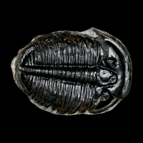 1" Elrathia Kingi Trilobite Fossil Utah Cambrian Age 521 Million Years Old COA