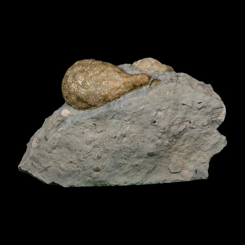 1.7" Holocystites Sp Crinoid In Matrix Fossil Silurian Age Osgood Shale Napoleon Indiana - Fossil Age Minerals