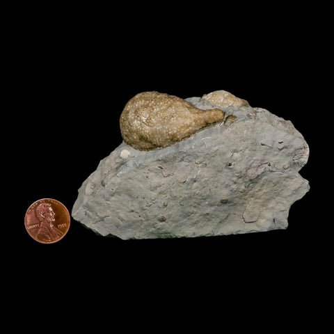 1.7" Holocystites Sp Crinoid In Matrix Fossil Silurian Age Osgood Shale Napoleon Indiana - Fossil Age Minerals