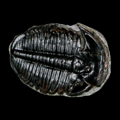 1" Elrathia Kingi Trilobite Fossil Utah Cambrian Age 521 Million Years Old COA