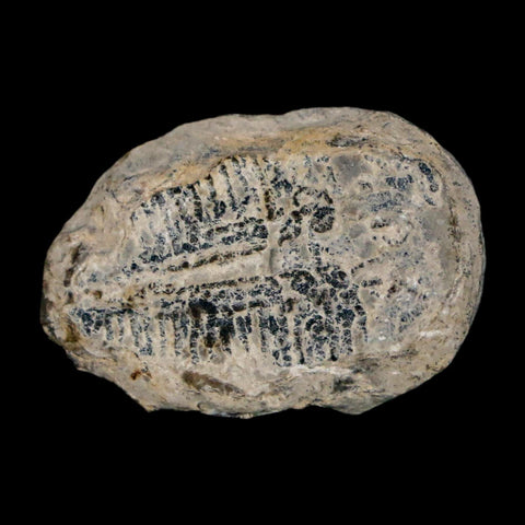 1" Elrathia Kingi Trilobite Fossil Utah Cambrian Age 521 Million Years Old COA