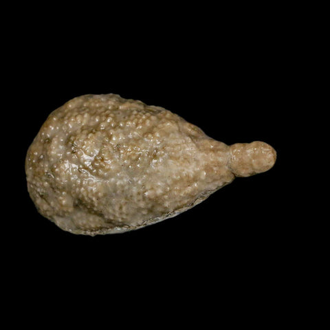 1.7" Holocystites Sp Crinoid In Matrix Fossil Silurian Age Osgood Shale Napoleon Indiana - Fossil Age Minerals