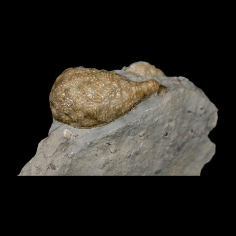 1.7" Holocystites Sp Crinoid In Matrix Fossil Silurian Age Osgood Shale Napoleon Indiana - Fossil Age Minerals