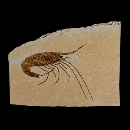 2.2" Fossil Shrimp Carpopenaeus Cretaceous Age 100 Mil Yrs Old Lebanon COA