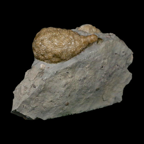 1.7" Holocystites Sp Crinoid In Matrix Fossil Silurian Age Osgood Shale Napoleon Indiana - Fossil Age Minerals