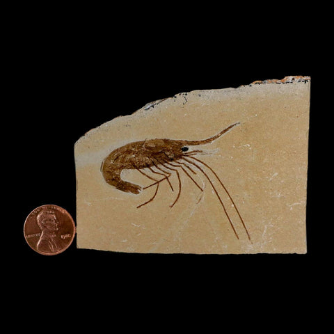 2.2" Fossil Shrimp Carpopenaeus Cretaceous Age 100 Mil Yrs Old Lebanon COA - Fossil Age Minerals