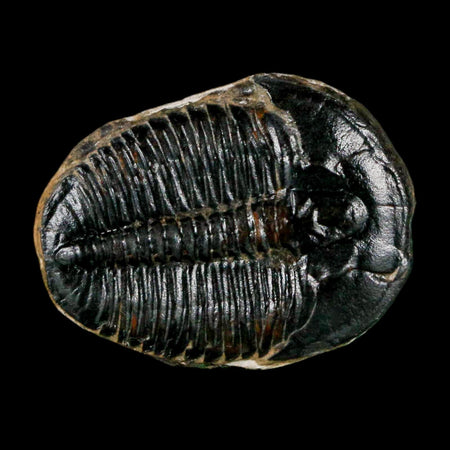 1" Elrathia Kingi Trilobite Fossil Utah Cambrian Age 521 Million Years Old COA