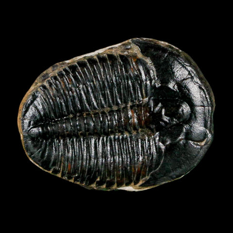 1" Elrathia Kingi Trilobite Fossil Utah Cambrian Age 521 Million Years Old COA