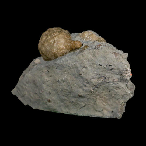 1.7" Holocystites Sp Crinoid In Matrix Fossil Silurian Age Osgood Shale Napoleon Indiana - Fossil Age Minerals