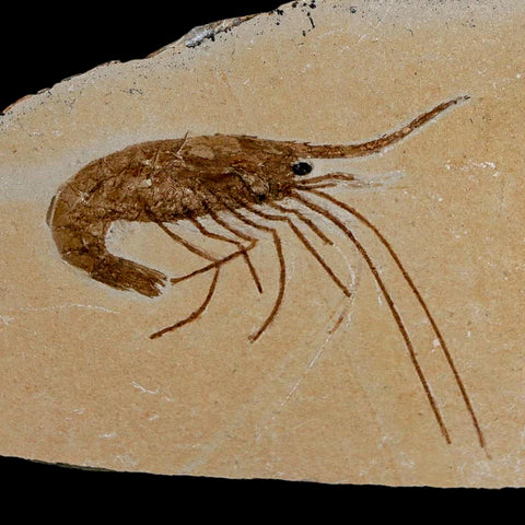 2.2" Fossil Shrimp Carpopenaeus Cretaceous Age 100 Mil Yrs Old Lebanon COA - Fossil Age Minerals