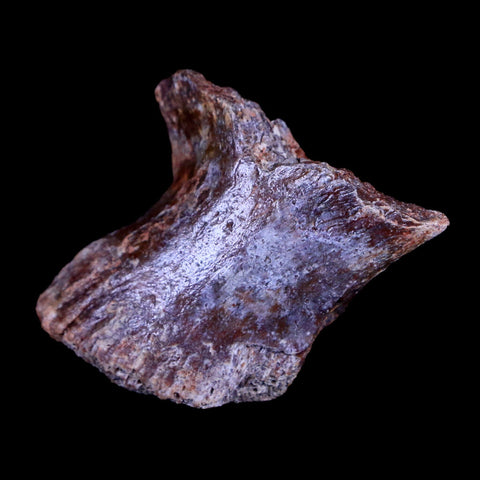 1.3" Crocodile Fossil Toe Bone Hell Creek FM Cretaceous Dinosaur Age Montana - Fossil Age Minerals