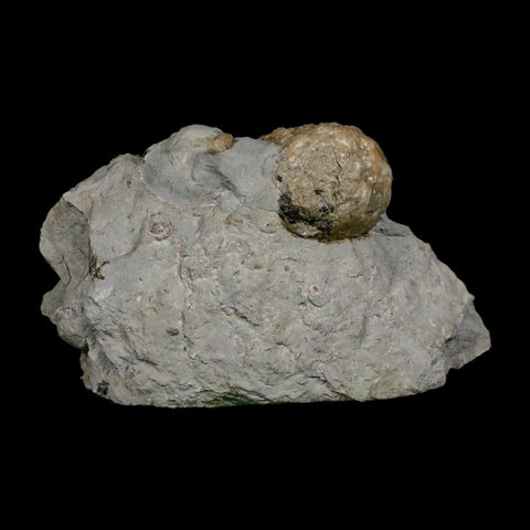 1.7" Holocystites Sp Crinoid In Matrix Fossil Silurian Age Osgood Shale Napoleon Indiana - Fossil Age Minerals
