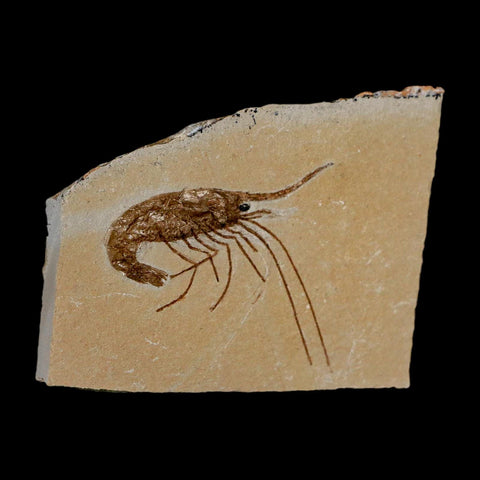 2.2" Fossil Shrimp Carpopenaeus Cretaceous Age 100 Mil Yrs Old Lebanon COA - Fossil Age Minerals