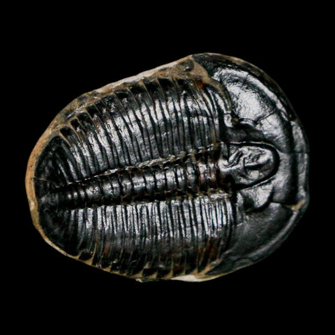 1" Elrathia Kingi Trilobite Fossil Utah Cambrian Age 521 Million Years Old COA