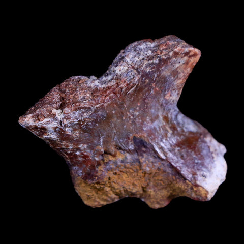 1.3" Crocodile Fossil Toe Bone Hell Creek FM Cretaceous Dinosaur Age Montana - Fossil Age Minerals