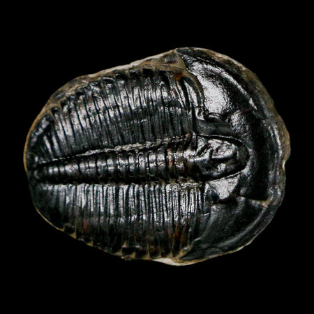 1" Elrathia Kingi Trilobite Fossil Utah Cambrian Age 521 Million Years Old COA