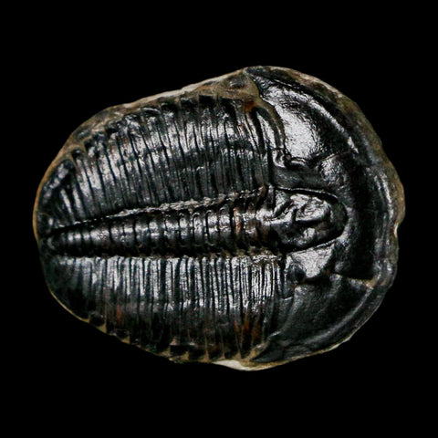 1" Elrathia Kingi Trilobite Fossil Utah Cambrian Age 521 Million Years Old COA