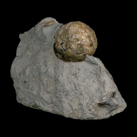 1.7" Holocystites Sp Crinoid In Matrix Fossil Silurian Age Osgood Shale Napoleon Indiana - Fossil Age Minerals
