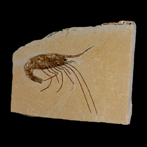 2.2" Fossil Shrimp Carpopenaeus Cretaceous Age 100 Mil Yrs Old Lebanon COA - Fossil Age Minerals